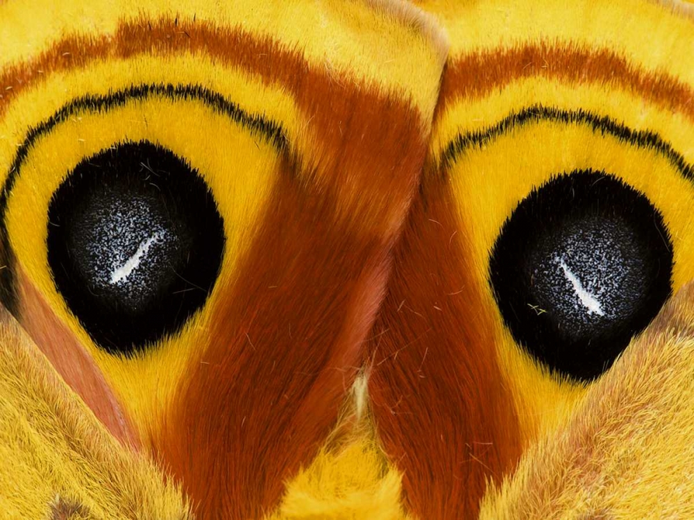 Pennsylvania Close-up of saturnia moth wings art print by Nancy Rotenberg for $57.95 CAD