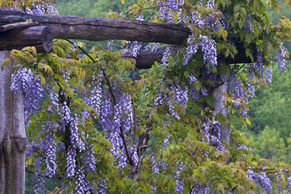 PA, Purple wisteria flowers on wooden trellis art print by Nancy Rotenberg for $57.95 CAD