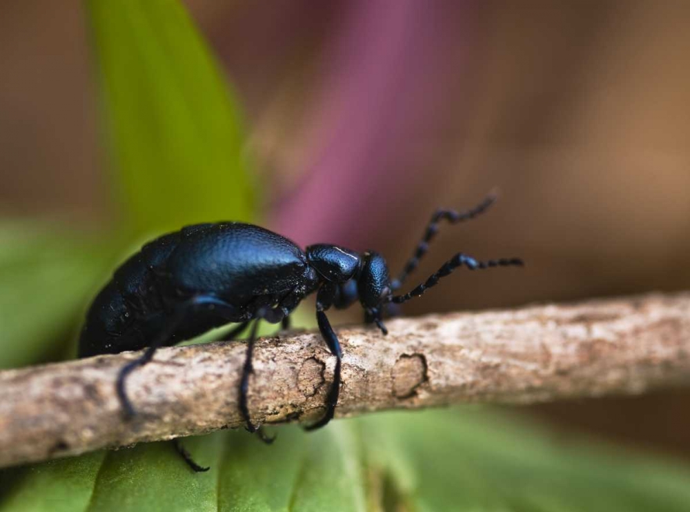 PA, Spring beetle crawling on limb with trillium art print by Nancy Rotenberg for $57.95 CAD