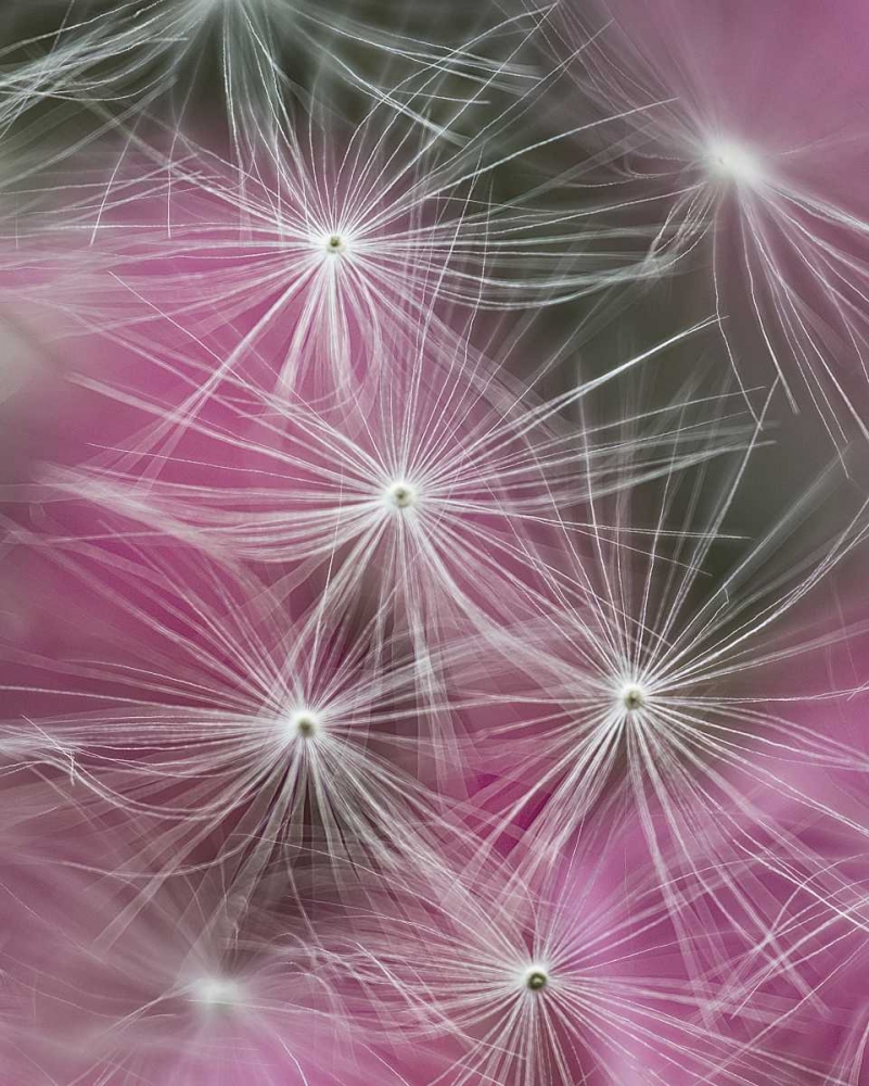 Dandelion seeds with feathery tentacles art print by Nancy Rotenberg for $57.95 CAD