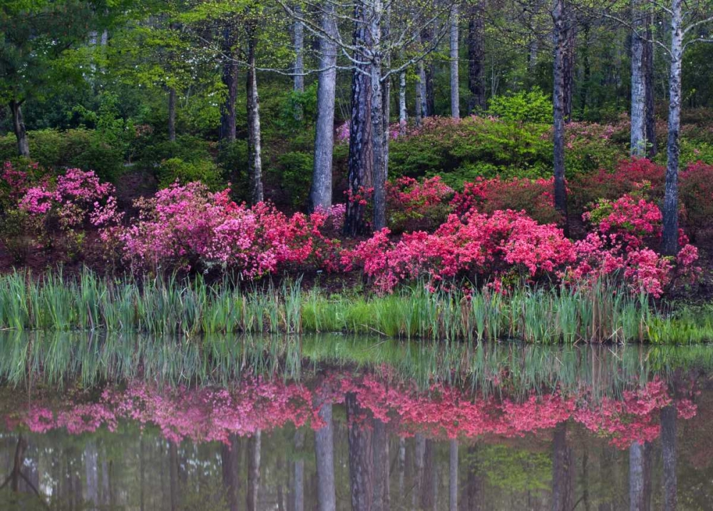 GA, Impressionistic trees and flowering bushes art print by Nancy Rotenberg for $57.95 CAD
