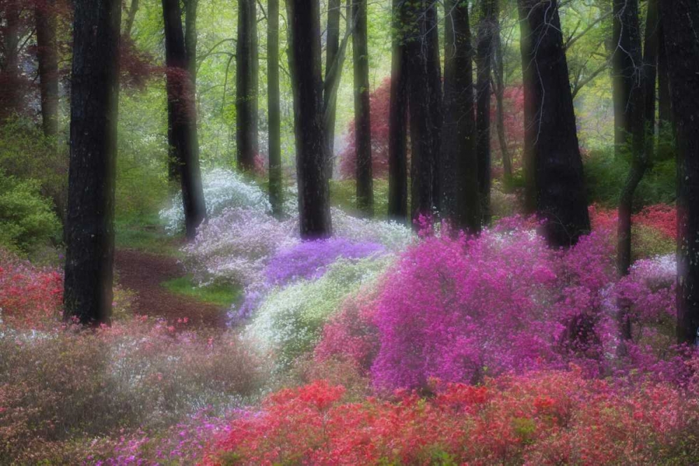 GA, Impressionistic trees and flowering bushes art print by Nancy Rotenberg for $57.95 CAD