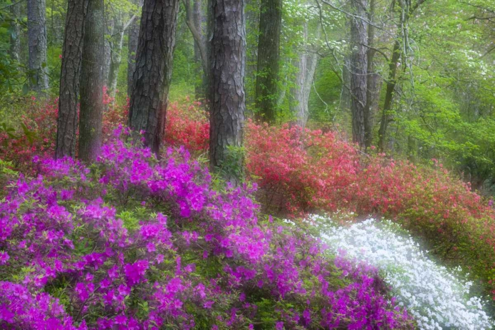 GA, Impressionistic trees and flowering bushes art print by Nancy Rotenberg for $57.95 CAD
