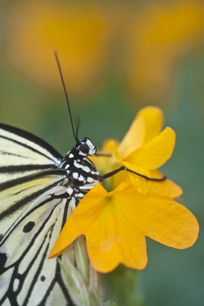 GA Paper kite butterfly on flower art print by Nancy Rotenberg for $57.95 CAD