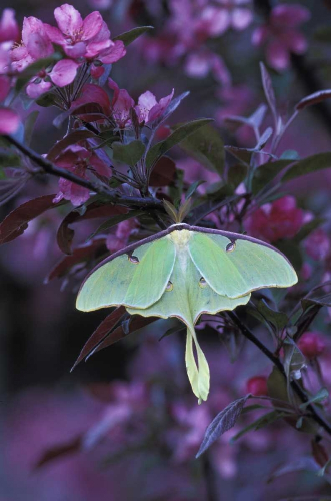 USA, Pennsylvania Luna moth on crabapple tree art print by Nancy Rotenberg for $57.95 CAD