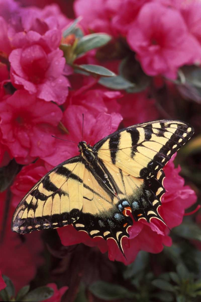 Pennsylvania Swallowtail butterfly on azalea art print by Nancy Rotenberg for $57.95 CAD