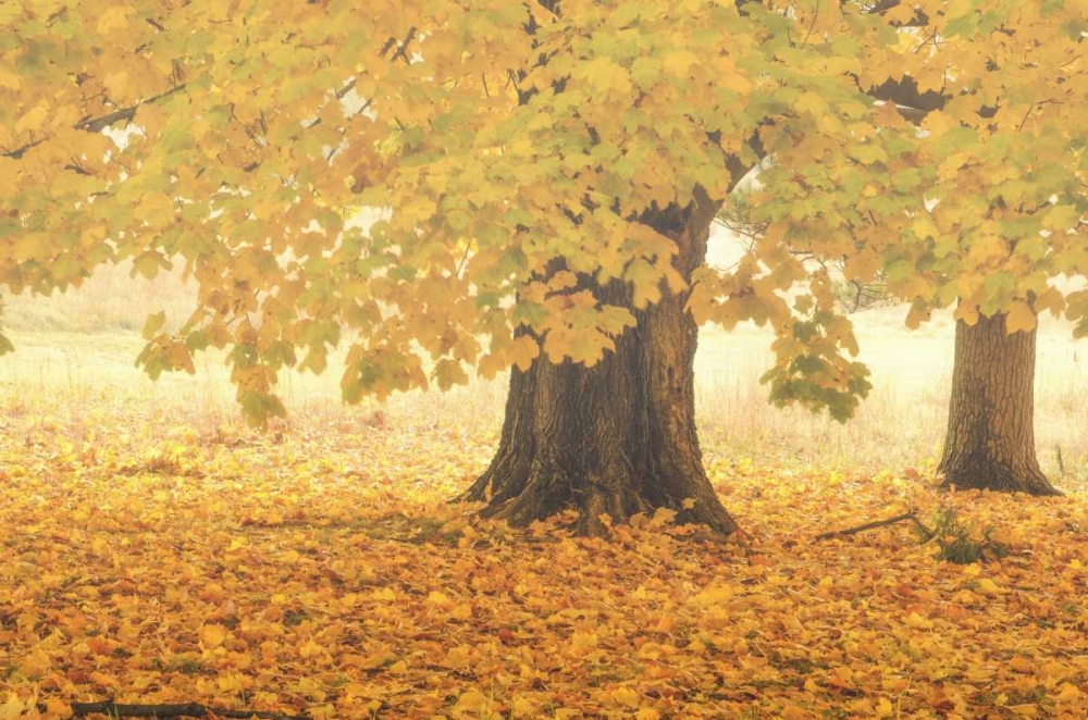 PA, Valley Forge NP Sunrise on trees in Autumn art print by Jay OBrien for $57.95 CAD