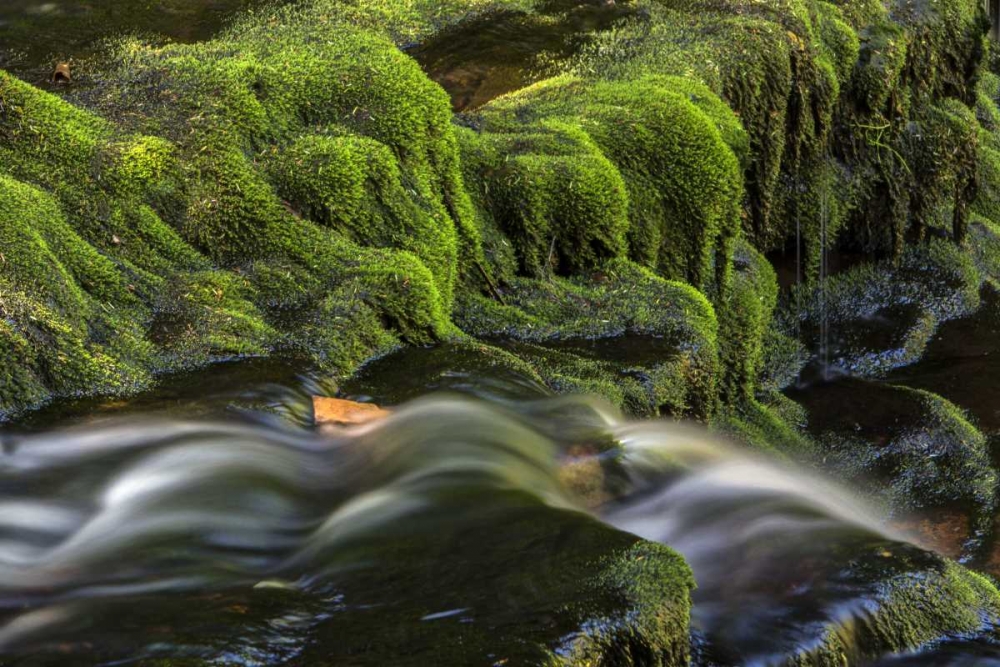 Pennsylvania, Ricketts Glen SP Flowing stream art print by Jay OBrien for $57.95 CAD