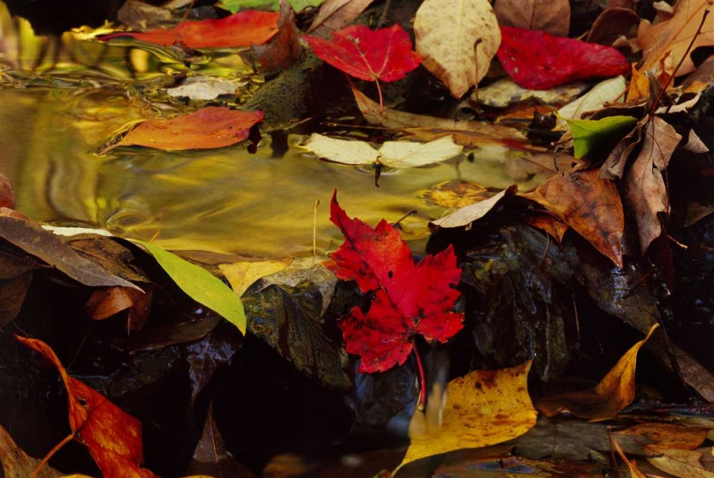 PA, Pocono Mountains Autumn leaves in stream art print by Marie Bush for $57.95 CAD
