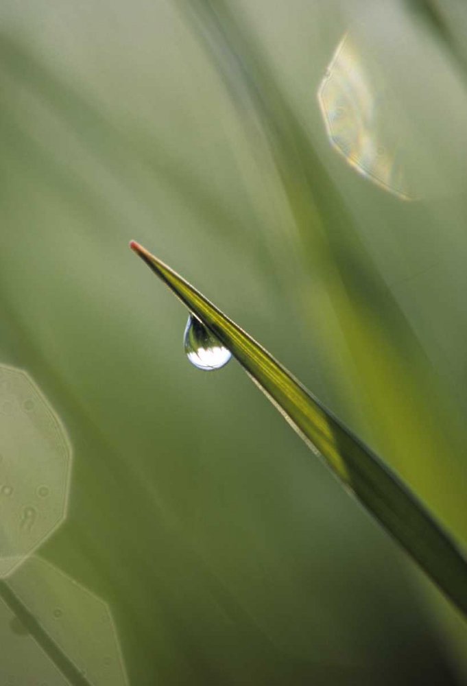USA, Pennsylvania Dewdrop on leaf art print by Nancy Rotenberg for $57.95 CAD