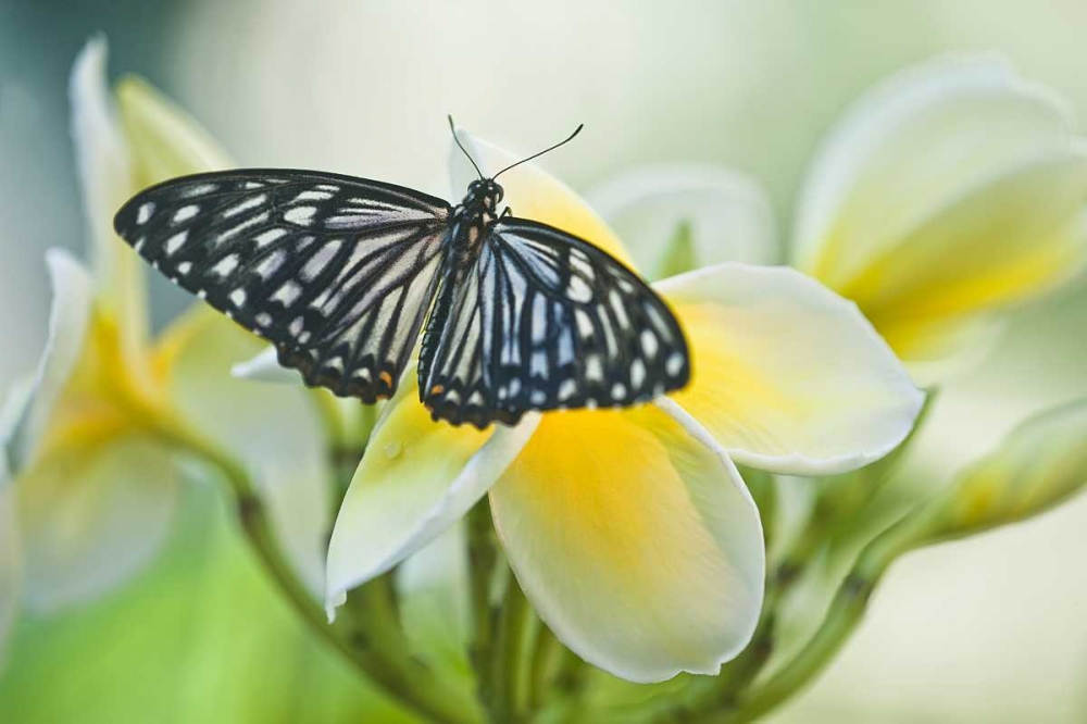 Pennsylvania Swallowtail butterfly on flower art print by Nancy Rotenberg for $57.95 CAD