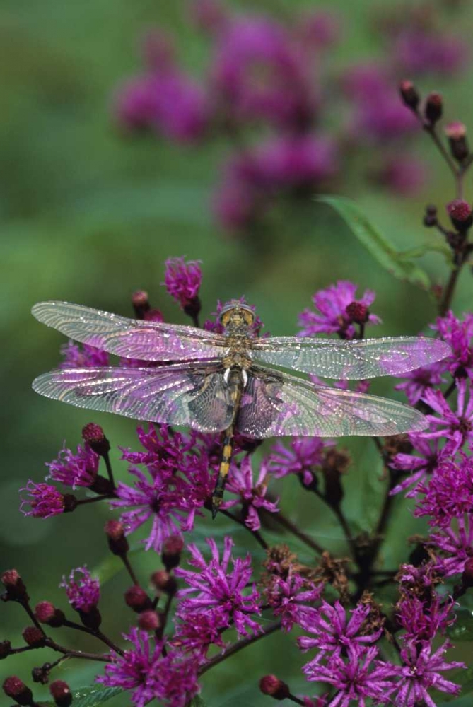 USA, Pennsylvania Dragonfly on Joe-Pye weed art print by Nancy Rotenberg for $57.95 CAD