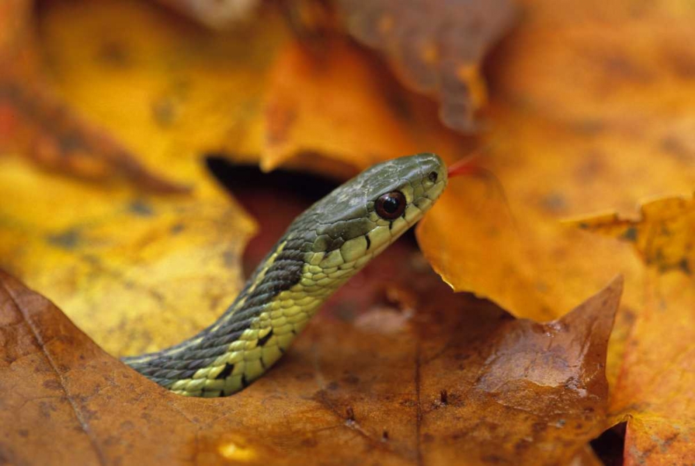Pennsylvania Garter snake in autumn art print by Nancy Rotenberg for $57.95 CAD
