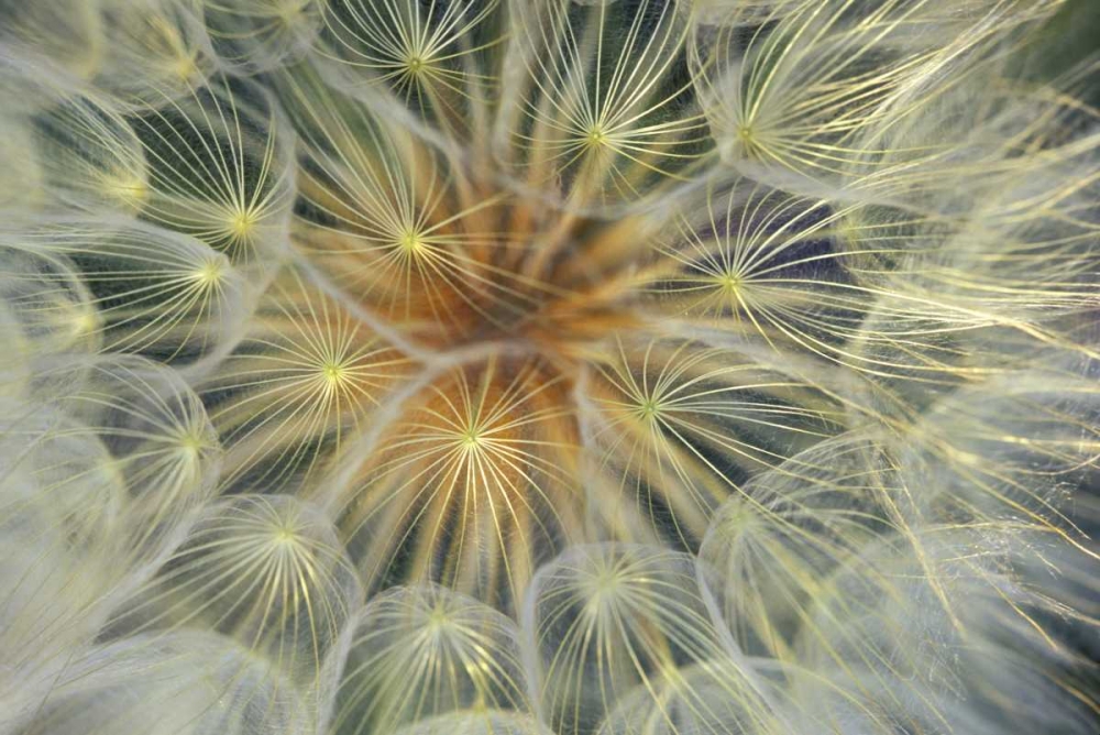 USA, Pennsylvania Dandelion seedhead close-up art print by Nancy Rotenberg for $57.95 CAD