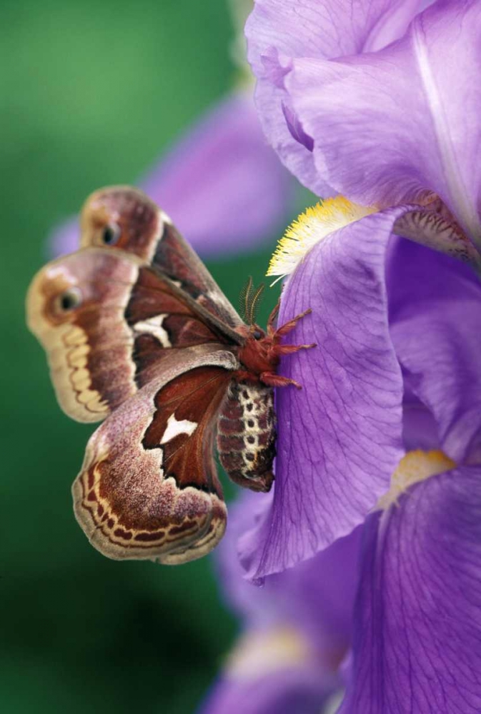 USA, Pennsylvania Cecropia moth on iris flower art print by Nancy Rotenberg for $57.95 CAD