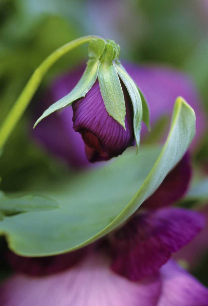 USA, Pennsylvania Flower bud opening in spring art print by Nancy Rotenberg for $57.95 CAD