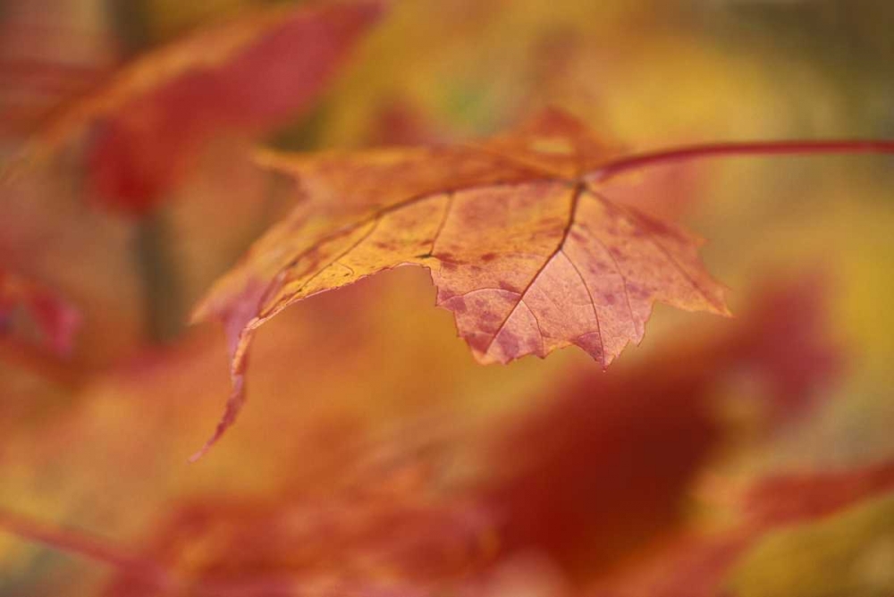 USA, Pennsylvania Maple leaf in autumn color art print by Nancy Rotenberg for $57.95 CAD