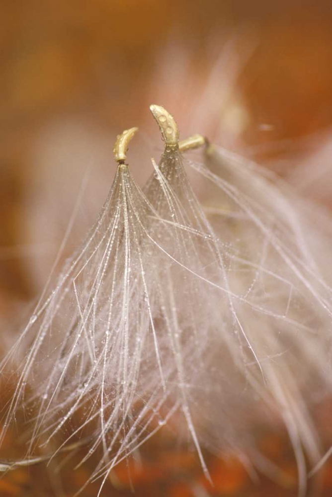 Pennsylvania Close-up of dandelion seedheads art print by Nancy Rotenberg for $57.95 CAD