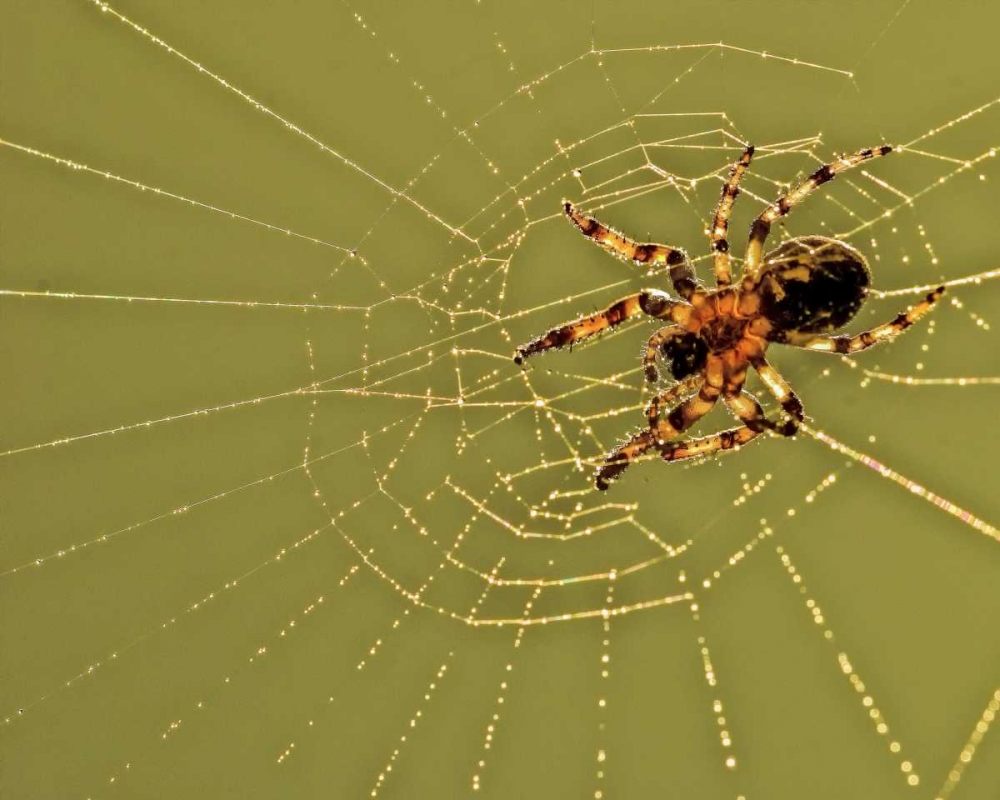 PA, Churchville Nature Center Spider on web art print by Jay OBrien for $57.95 CAD
