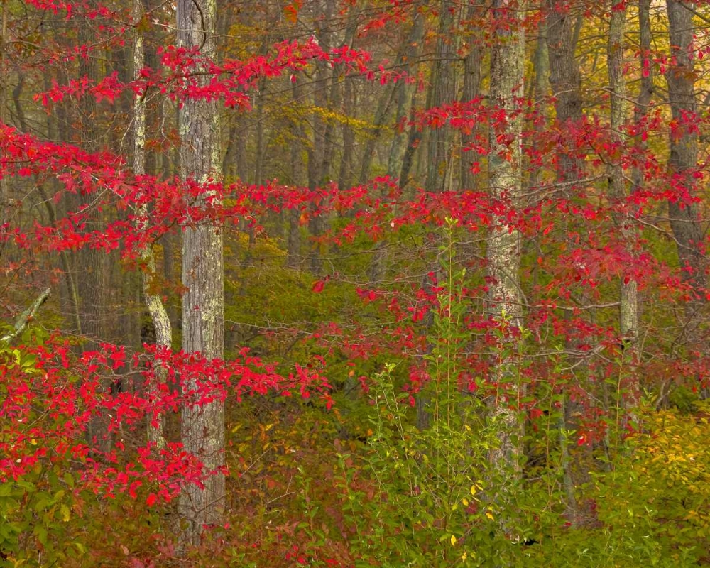 PA, Delaware Watergap NRA Autumn in forest art print by Jay OBrien for $57.95 CAD