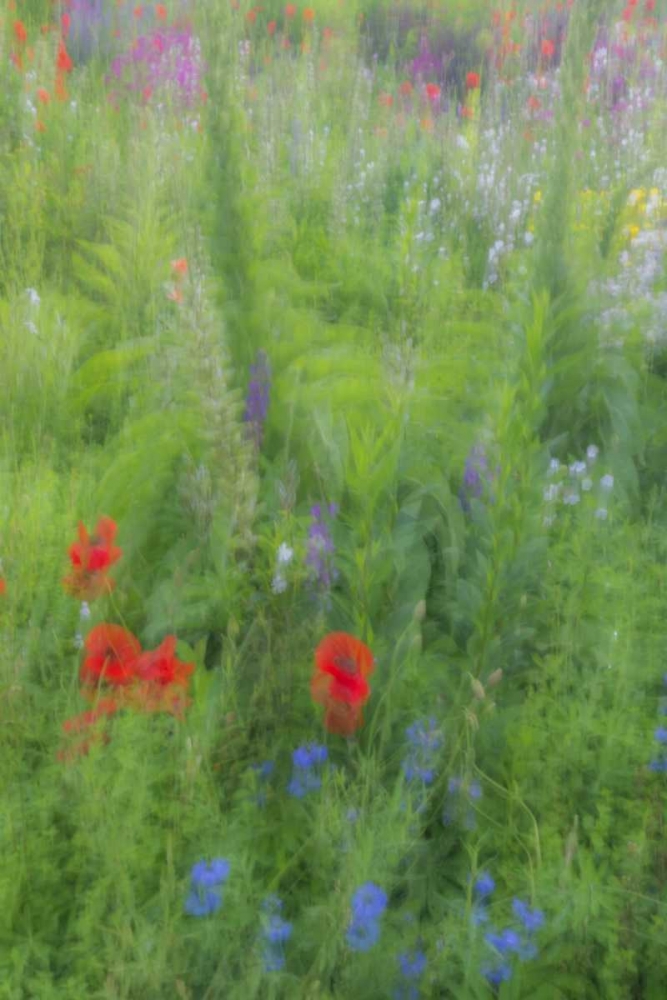 USA, Pennsylvania Summer flowers abstract art print by Jay OBrien for $57.95 CAD
