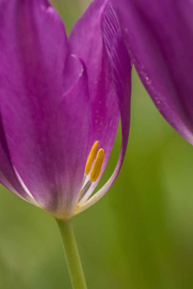 USA, Pennsylvania Tulip Garden art print by Jay OBrien for $57.95 CAD