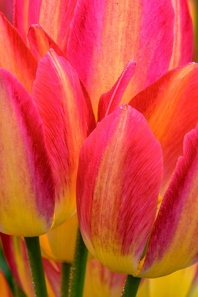 Pennsylvania-Longwood Gardens Tulip close-up art print by Jaynes Gallery for $57.95 CAD
