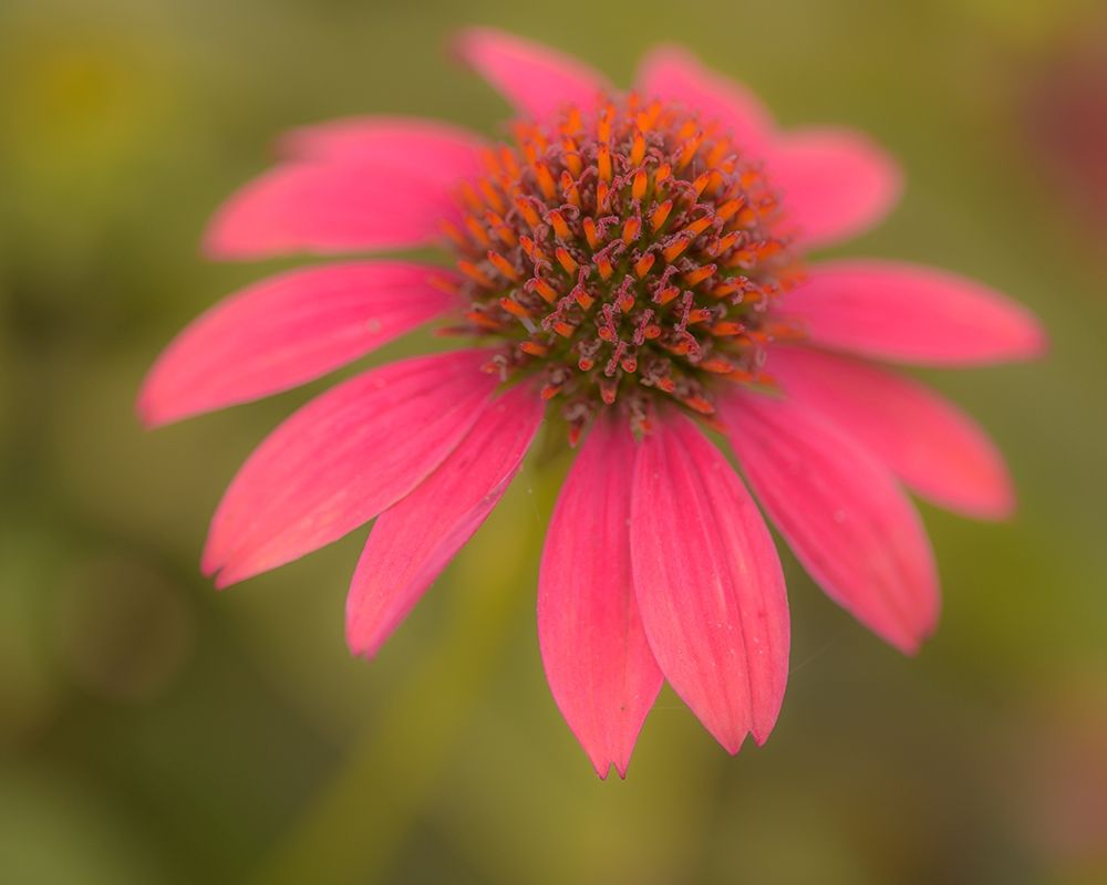 Pennsylvania-Longwood Gardens Cornflower close-up art print by Jaynes Gallery for $57.95 CAD
