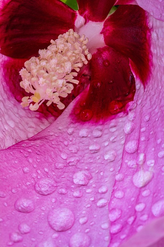Pennsylvania-Longwood Gardens Hibiscus flower interior art print by Jaynes Gallery for $57.95 CAD