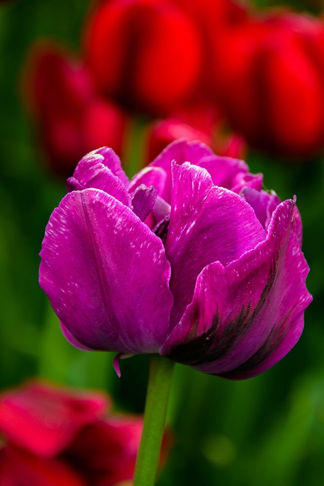 Pennsylvania-Longwood Gardens Tulip flower close-up art print by Jaynes Gallery for $57.95 CAD