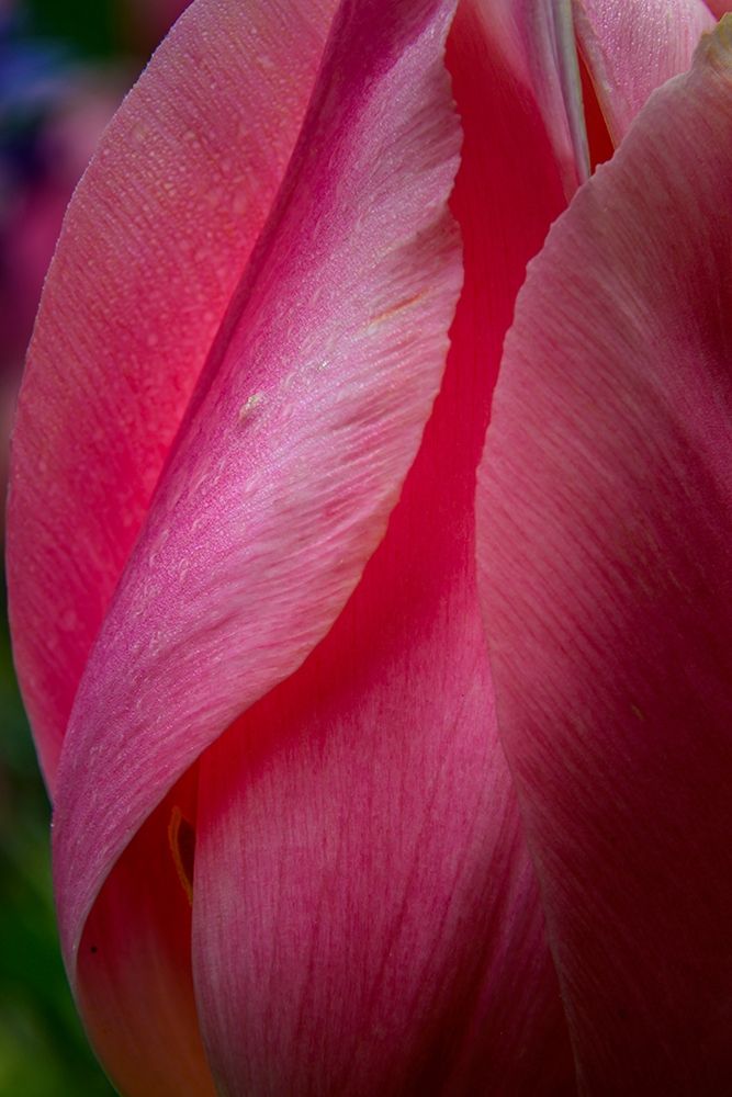 Pennsylvania-Longwood Gardens Tulip flower close-up art print by Jaynes Gallery for $57.95 CAD