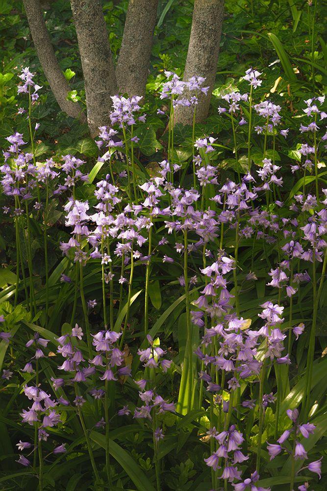USA, Pennsylvania, Longwood Gardens. Bluebell flowers in garden. art print by Jaynes Gallery for $57.95 CAD