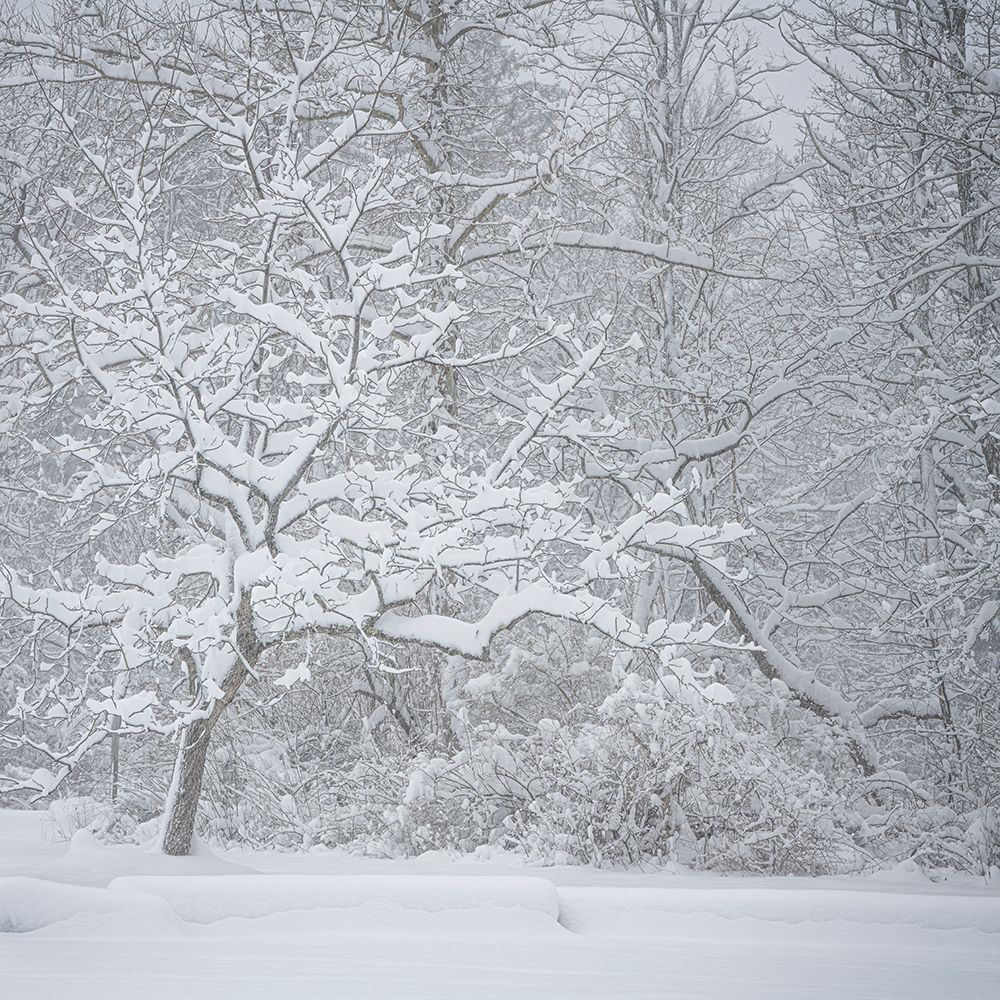 USA, Pennsylvania, Delaware Water Gap. Snow-covered forest in winter mist. art print by Jaynes Gallery for $57.95 CAD