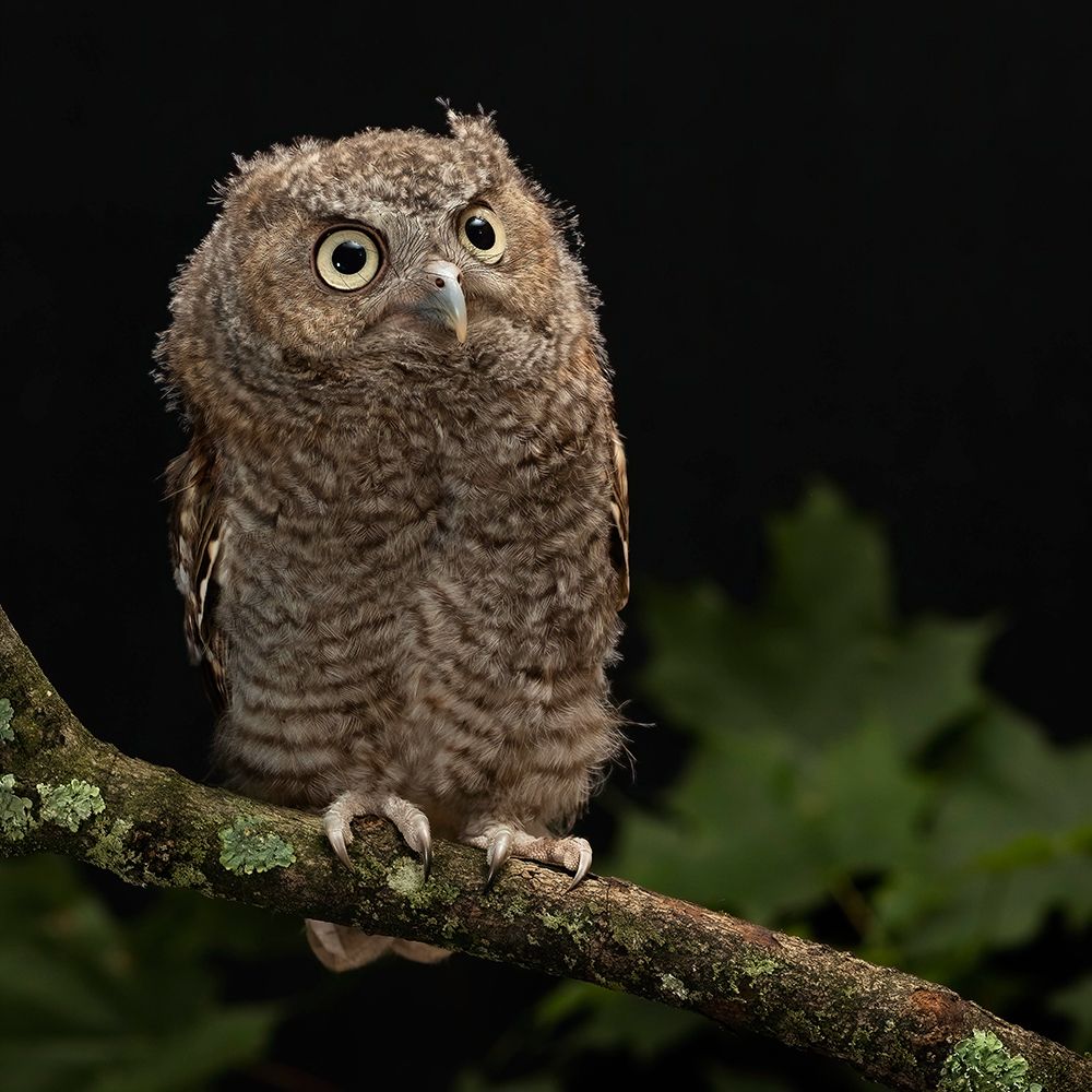 Eastern Screech-owl- Central Pennsylvania art print by Joe and Maryann McDonald for $57.95 CAD