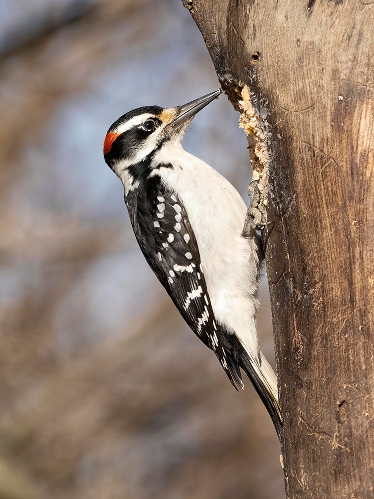 Hairy Woodpecker- Pennsylvania- USA art print by Joe and Maryann McDonald for $57.95 CAD