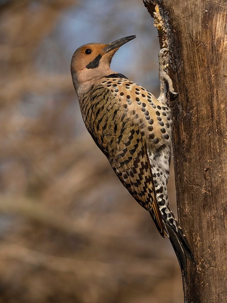 Northern Flicker- Pennsylvania- USA art print by Joe and Maryann McDonald for $57.95 CAD
