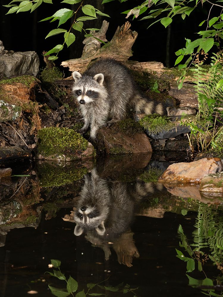 Raccoon- Pennsylvania- USA art print by Joe and Maryann McDonald for $57.95 CAD