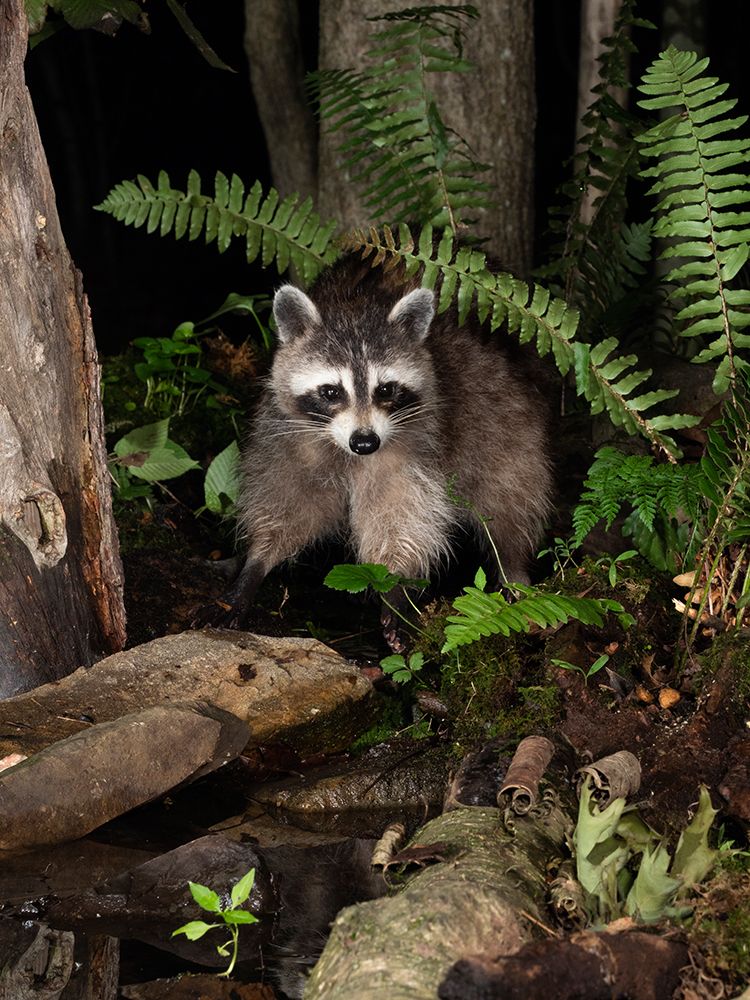 Raccoon- Pennsylvania- USA art print by Joe and Maryann McDonald for $57.95 CAD