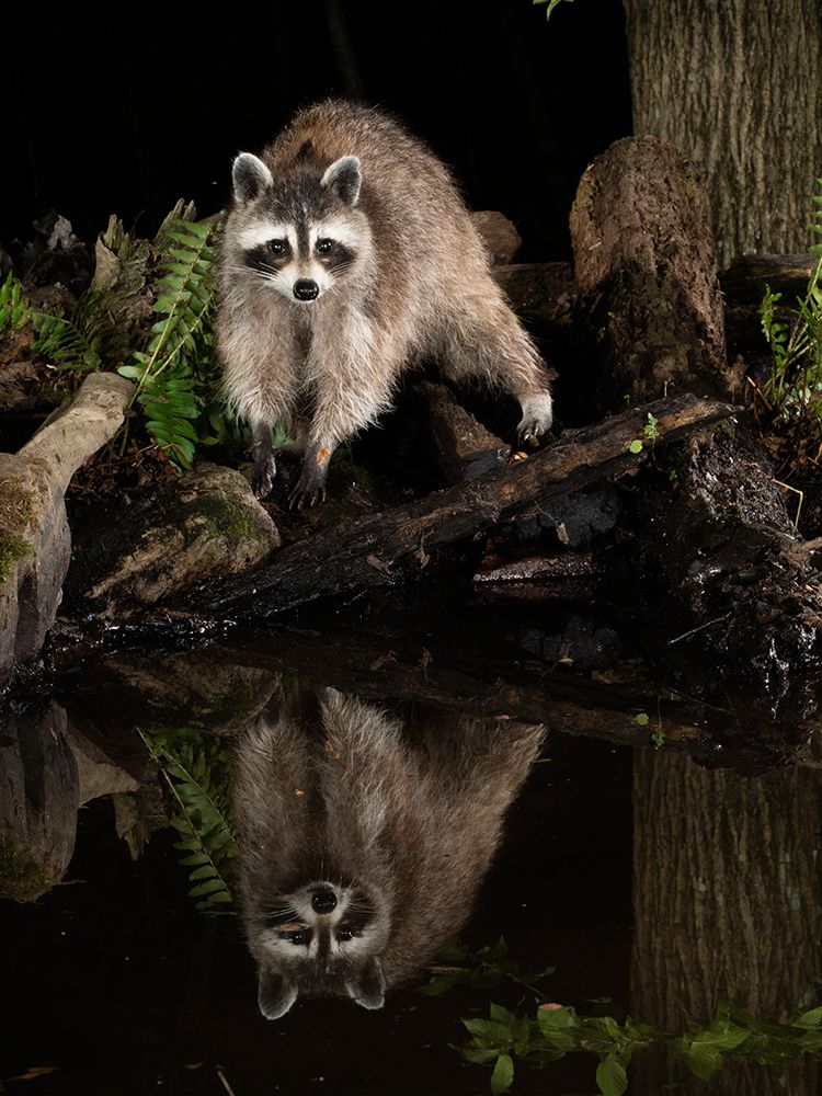 Raccoon- Pennsylvania- USA art print by Joe and Maryann McDonald for $57.95 CAD