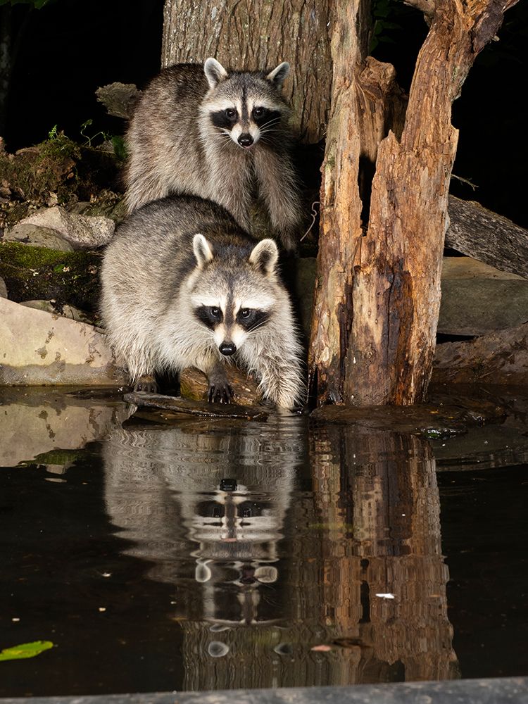 Raccoon- Pennsylvania- USA art print by Joe and Maryann McDonald for $57.95 CAD