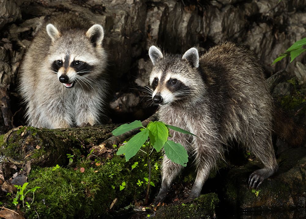 Raccoon- Pennsylvania- USA art print by Joe and Maryann McDonald for $57.95 CAD