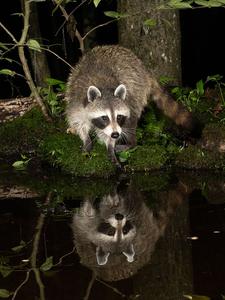 Raccoon- Pennsylvania- USA art print by Joe and Maryann McDonald for $57.95 CAD