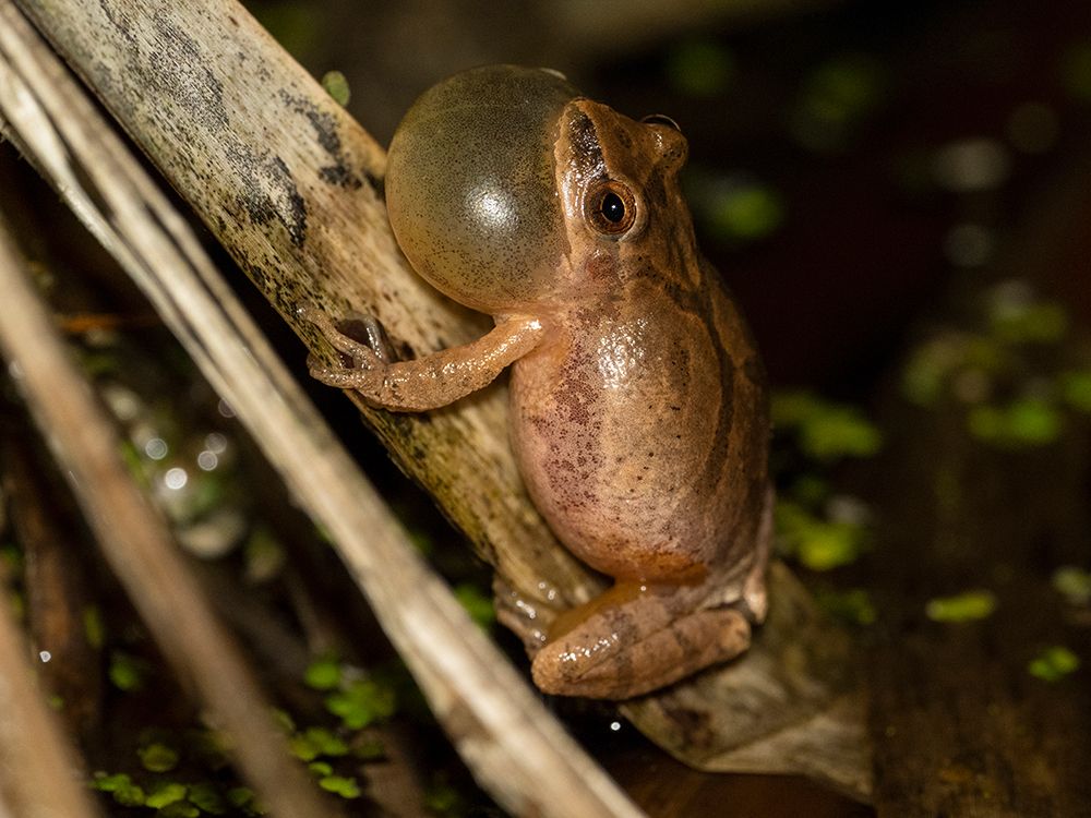 Spring peeper calling- Pennsylvania- USA art print by Joe and Maryann McDonald for $57.95 CAD