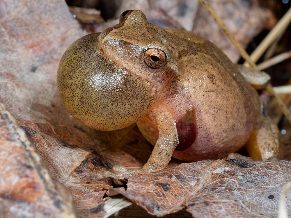 Spring peeper calling- Pennsylvania- USA art print by Joe and Maryann McDonald for $57.95 CAD