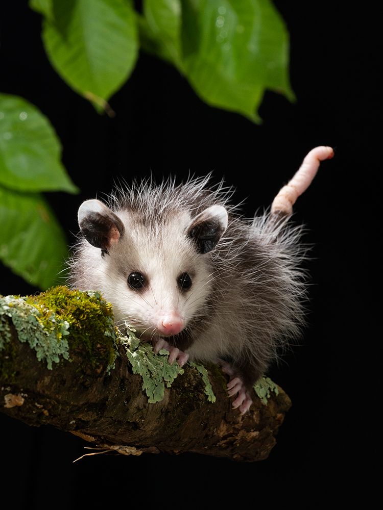 Virginia Opossum- Pennsylvania- USA. art print by Joe and Maryann McDonald for $57.95 CAD
