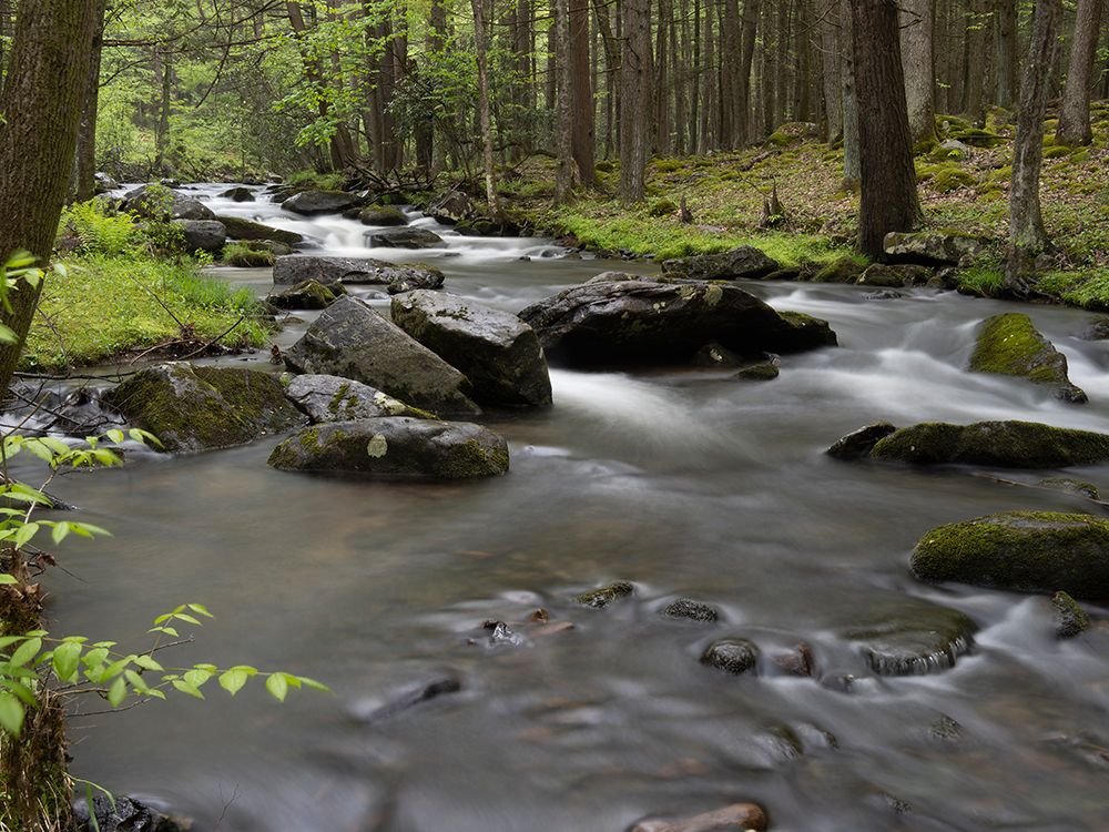 Mountain stream, Central Pennsylvania, USA art print by Joe and Maryann McDonald for $57.95 CAD