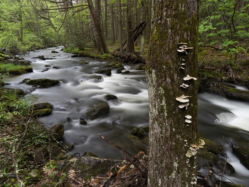 Mountain stream, Central Pennsylvania, USA art print by Joe and Maryann McDonald for $57.95 CAD