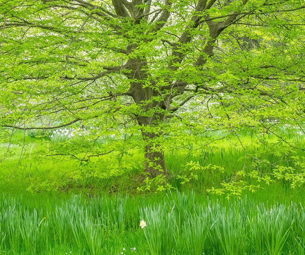 Pennsylvania-Wayne and Chanticleer Gardens spring green foliage trees and grass art print by Sylvia Gulin for $57.95 CAD