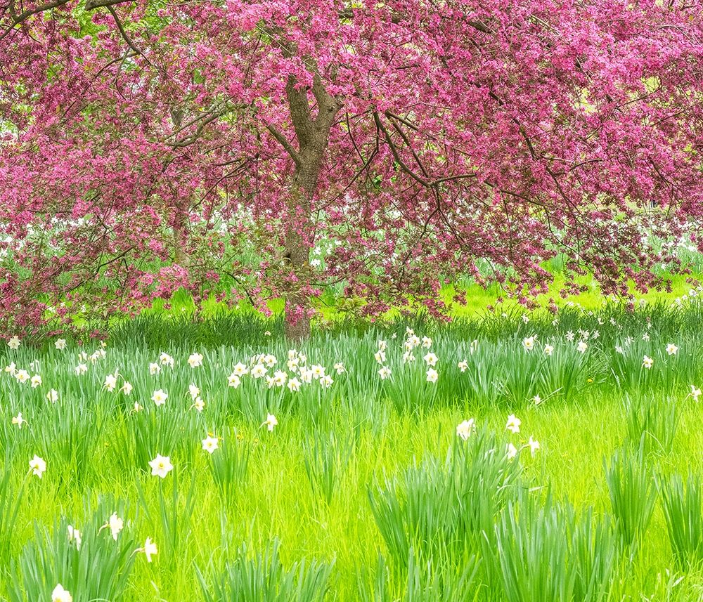 Pennsylvania-Wayne and Chanticleer Gardens springtime blooming crabapple and narcissus art print by Sylvia Gulin for $57.95 CAD