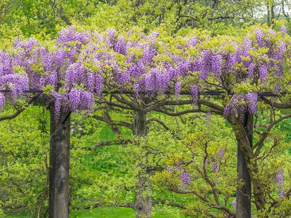 Pennsylvania-Wayne and Chanticleer Gardens springtime flowering Wisteria vine art print by Sylvia Gulin for $57.95 CAD